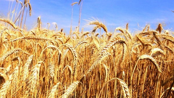 GRANO DURO, STIME AL RIALZO IN TUTTI I PRINCIPALI PAESI PRODUTTORI, CRESCITA A DUE CIFRE IN CANADA (+15%) E STATI UNITI (+38%